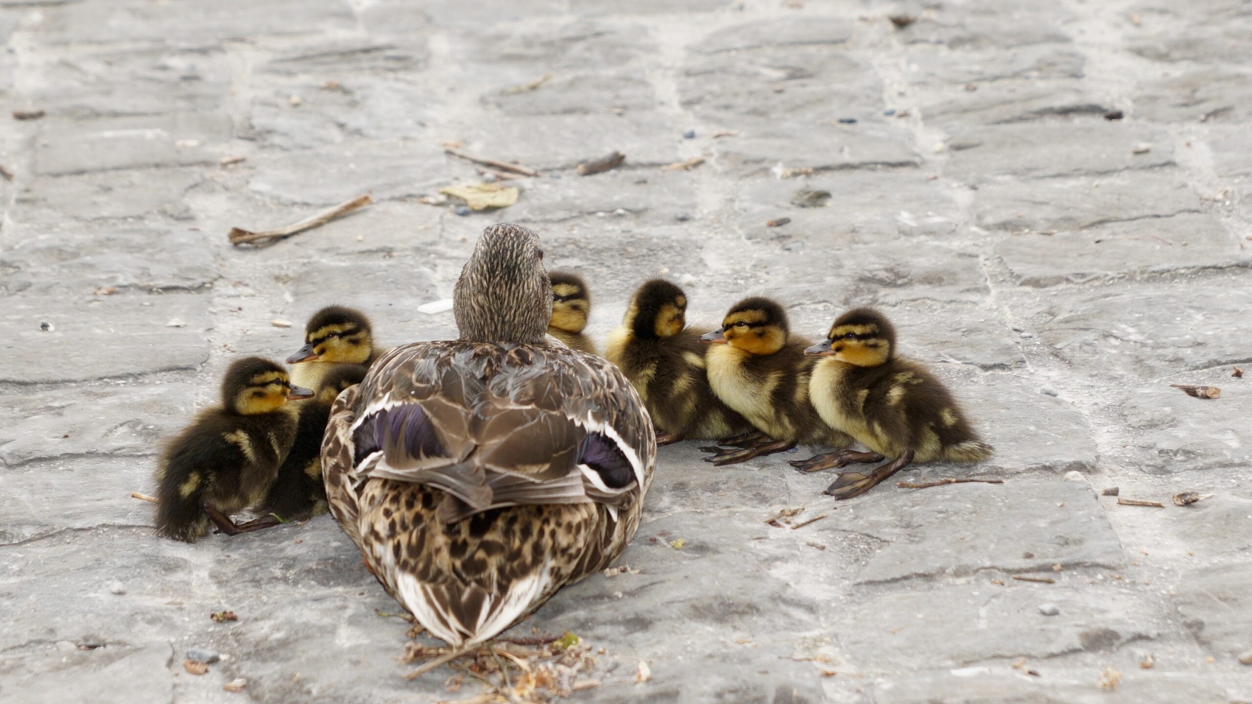 Enhancing Your Training Preperation Routine: Lessons From Yoga 🦆🦆🧘